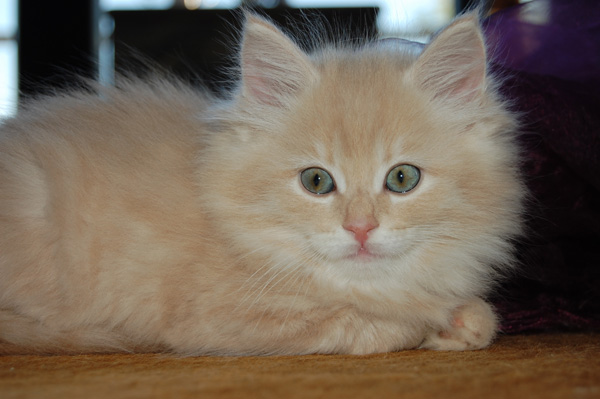 Orlando-8 Wochen.jpg